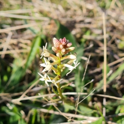 Stackhousia monogyna (Creamy Candles) at Isaacs Ridge and Nearby - 18 Sep 2021 by Mike