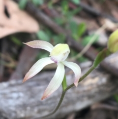 Caladenia ustulata (Brown Caps) at Acton, ACT - 18 Sep 2021 by NedJohnston