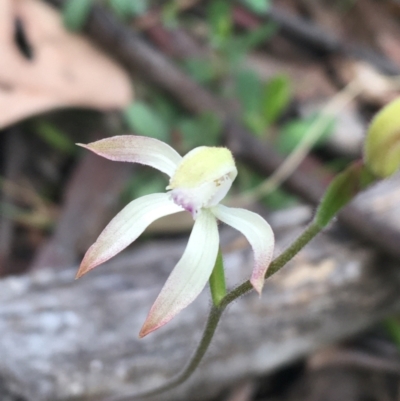 Caladenia ustulata (Brown Caps) at Acton, ACT - 18 Sep 2021 by NedJohnston