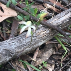 Caladenia ustulata at Acton, ACT - suppressed