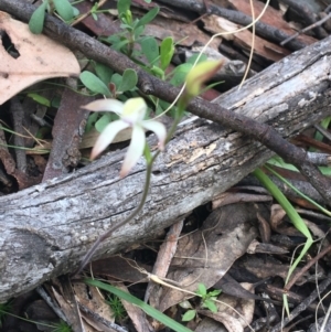 Caladenia ustulata at Acton, ACT - suppressed