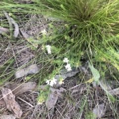 Asperula conferta (Common Woodruff) at Flea Bog Flat to Emu Creek Corridor - 18 Sep 2021 by Dora