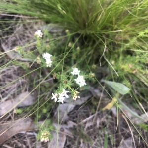 Asperula conferta at Belconnen, ACT - 18 Sep 2021