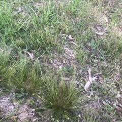 Asperula conferta at Belconnen, ACT - 18 Sep 2021