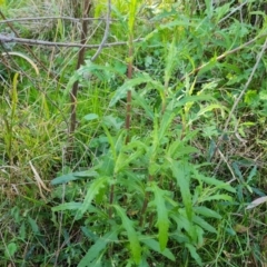 Senecio (genus) (A Fireweed) at Isaacs, ACT - 18 Sep 2021 by Mike