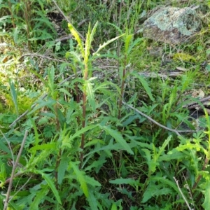 Senecio sp. at Isaacs, ACT - 18 Sep 2021