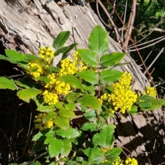 Berberis aquifolium (Oregon Grape) at Isaacs Ridge and Nearby - 18 Sep 2021 by Mike