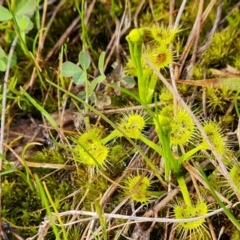 Drosera (genus) (A Sundew) at Isaacs, ACT - 18 Sep 2021 by Mike