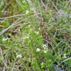 Asperula conferta (Common Woodruff) at Isaacs Ridge and Nearby - 18 Sep 2021 by Mike