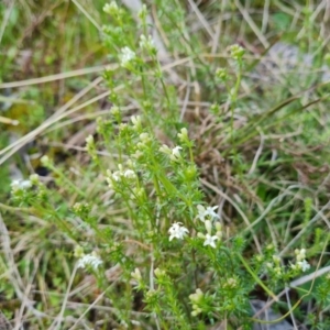 Asperula conferta at Isaacs, ACT - 18 Sep 2021 03:08 PM