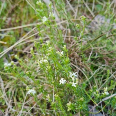 Asperula conferta (Common Woodruff) at Isaacs Ridge and Nearby - 18 Sep 2021 by Mike