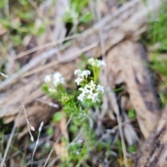 Asperula conferta at Isaacs, ACT - 18 Sep 2021 03:08 PM