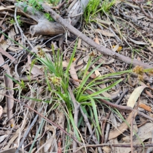 Luzula meridionalis at Isaacs, ACT - 18 Sep 2021