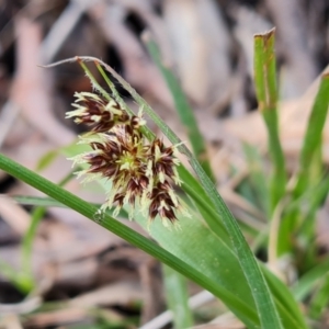 Luzula meridionalis at Isaacs, ACT - 18 Sep 2021