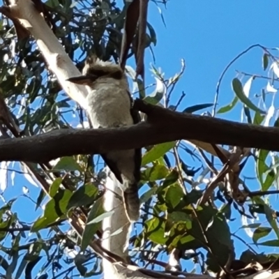 Dacelo novaeguineae (Laughing Kookaburra) at Isaacs Ridge - 18 Sep 2021 by Mike