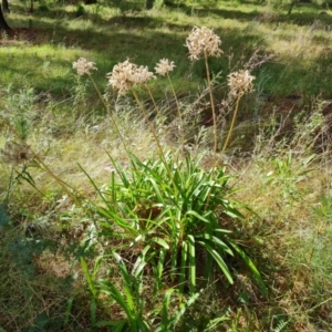 Agapanthus praecox subsp. orientalis at Isaacs, ACT - 18 Sep 2021