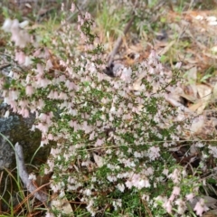 Cryptandra amara (Bitter Cryptandra) at Isaacs, ACT - 18 Sep 2021 by Mike