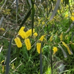 Acacia doratoxylon (Currawang) at Table Top, NSW - 18 Sep 2021 by Darcy