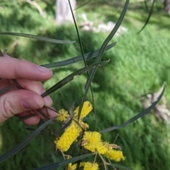 Acacia doratoxylon at Table Top, NSW - 18 Sep 2021 02:33 PM