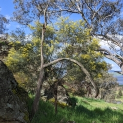 Acacia doratoxylon at Table Top, NSW - 18 Sep 2021