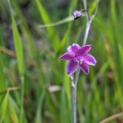 Arthropodium minus (Small Vanilla Lily) at Table Top, NSW - 18 Sep 2021 by Darcy