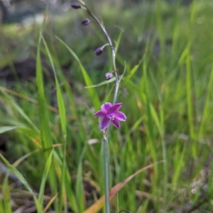 Arthropodium minus at Table Top, NSW - 18 Sep 2021 02:36 PM