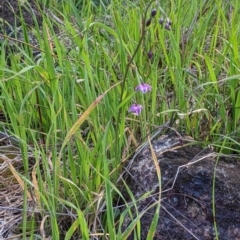 Arthropodium minus at Table Top, NSW - 18 Sep 2021 02:36 PM