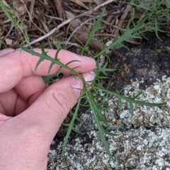 Isotoma axillaris (Australian Harebell, Showy Isotome) at Table Top, NSW - 18 Sep 2021 by Darcy