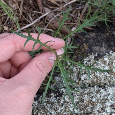 Isotoma axillaris (Australian Harebell, Showy Isotome) at Budginigi - 18 Sep 2021 by Darcy