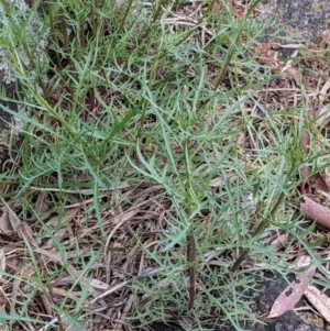 Isotoma axillaris at Table Top, NSW - 18 Sep 2021 02:42 PM