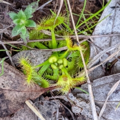Drosera (genus) (A Sundew) at Kambah, ACT - 18 Sep 2021 by HelenCross