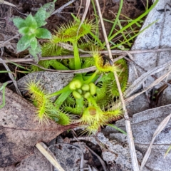 Drosera sp. (A Sundew) at Kambah, ACT - 18 Sep 2021 by HelenCross