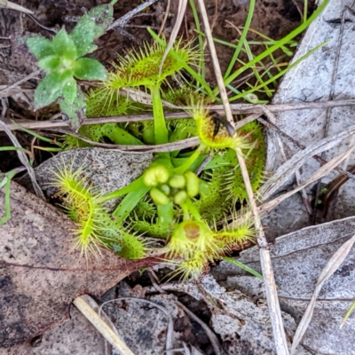 Drosera sp. (A Sundew) at Lions Youth Haven - Westwood Farm - 18 Sep 2021 by HelenCross
