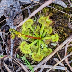 Drosera sp. at Kambah, ACT - 18 Sep 2021 05:53 PM