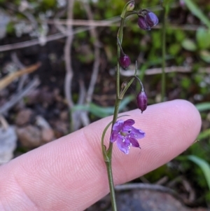 Arthropodium minus at Table Top, NSW - 18 Sep 2021 02:46 PM