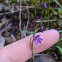 Arthropodium minus (Small Vanilla Lily) at Table Top, NSW - 18 Sep 2021 by Darcy
