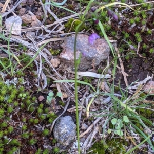 Arthropodium minus at Table Top, NSW - 18 Sep 2021