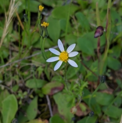 Unidentified Daisy at Table Top, NSW - 18 Sep 2021 by Darcy