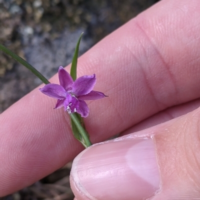 Arthropodium minus (Small Vanilla Lily) at Albury - 18 Sep 2021 by Darcy