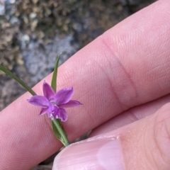 Arthropodium minus at Table Top, NSW - 18 Sep 2021 02:54 PM