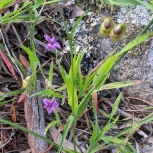 Arthropodium minus at Table Top, NSW - 18 Sep 2021 02:54 PM