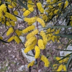 Acacia doratoxylon (Currawang) at Albury - 18 Sep 2021 by Darcy