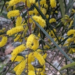 Acacia doratoxylon at Table Top, NSW - 18 Sep 2021 02:55 PM