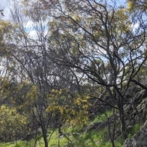 Acacia doratoxylon at Table Top, NSW - 18 Sep 2021