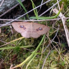 Unidentified Moth (Lepidoptera) at Albury - 18 Sep 2021 by Darcy