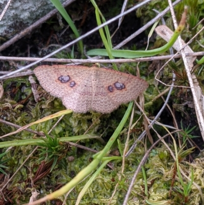 Unidentified Moth (Lepidoptera) at Budginigi - 18 Sep 2021 by Darcy