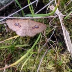 Epicyme rubropunctaria at Table Top, NSW - 18 Sep 2021