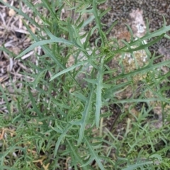 Isotoma axillaris (Australian Harebell, Showy Isotome) at Albury - 18 Sep 2021 by Darcy