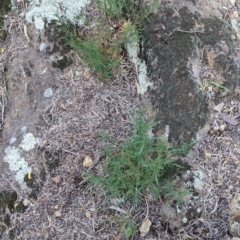 Isotoma axillaris at Table Top, NSW - 18 Sep 2021 03:04 PM