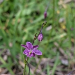 Arthropodium minus (Small Vanilla Lily) at Table Top, NSW - 18 Sep 2021 by Darcy